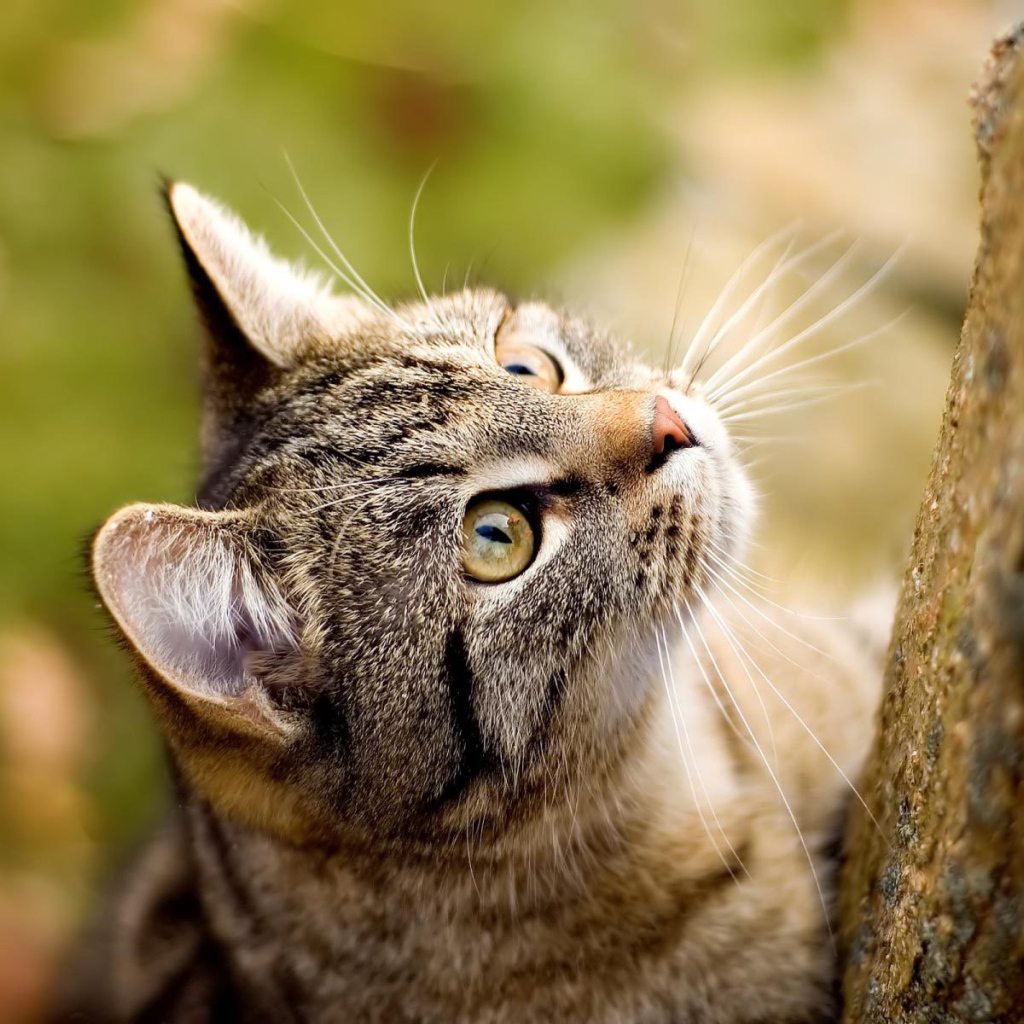 Американская жесткошерстная кошка у дерева
