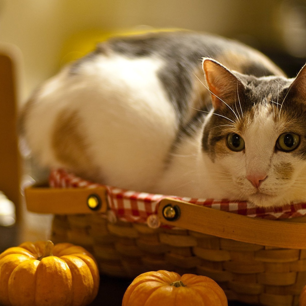 Американская жесткошерстная кошка в корзине