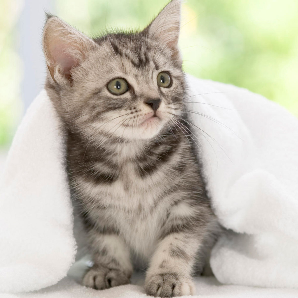 Котенок американской жесткошерстной кошки