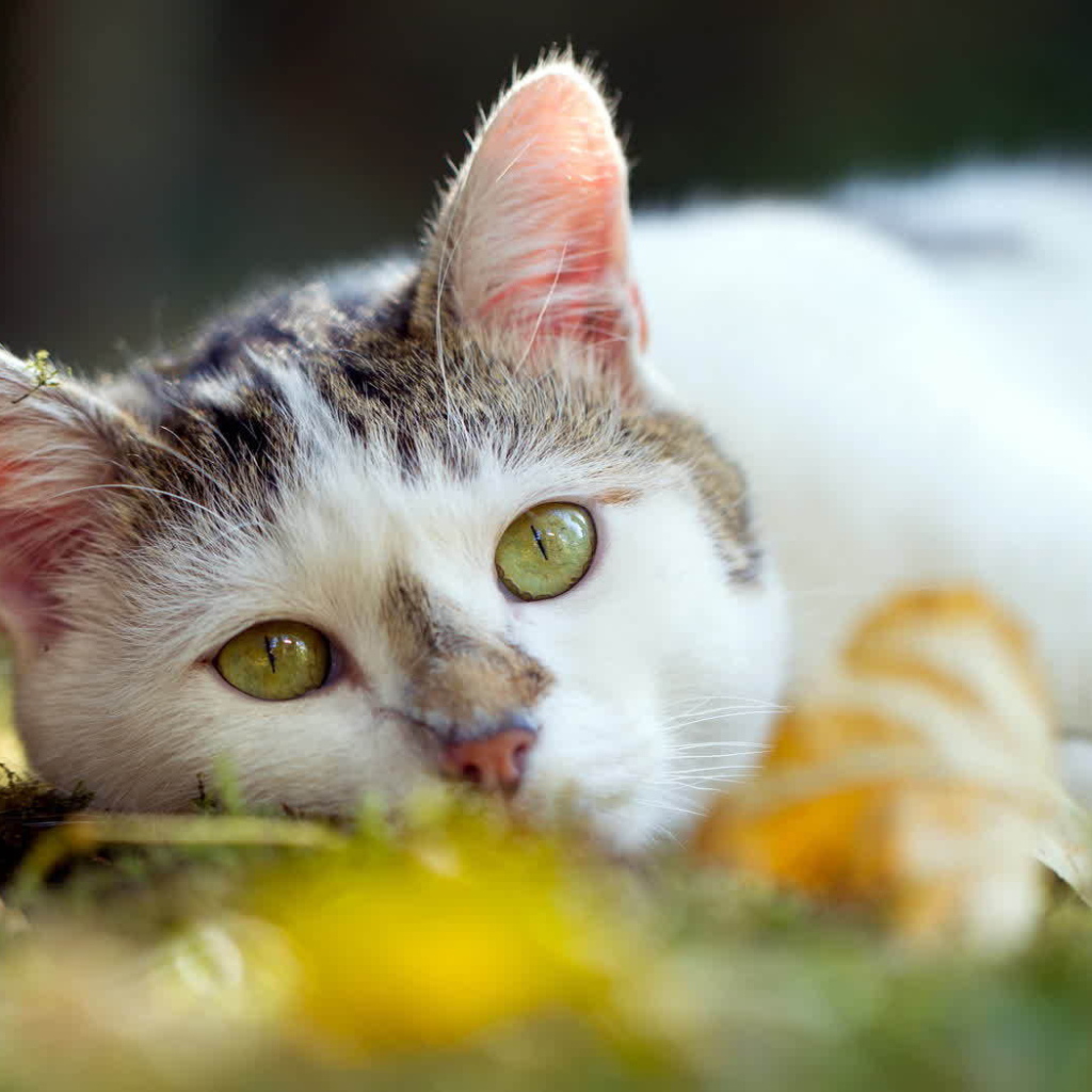 Американская жесткошерстная кошка лежит на траве