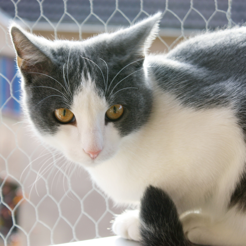 Американская жесткошерстная кошка у забора