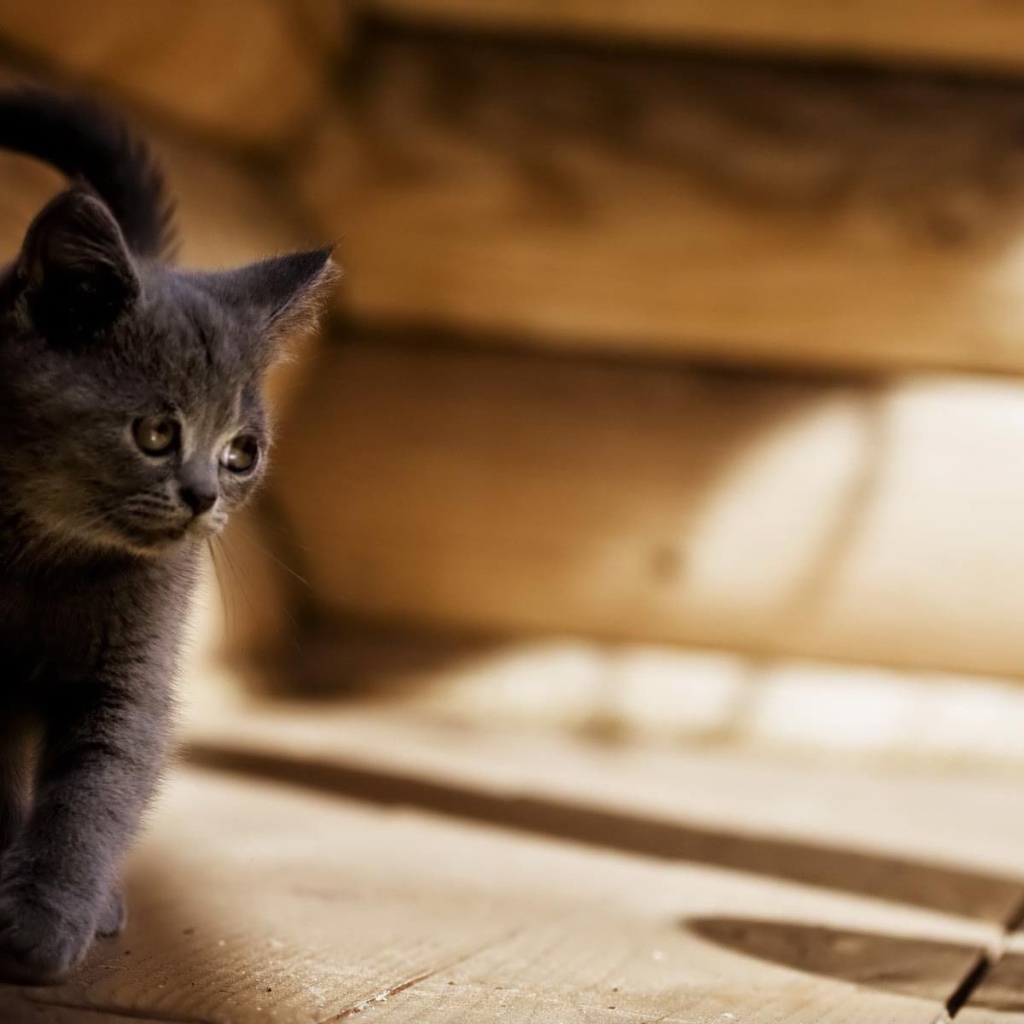 Серый котенок американской жесткошерстной кошки