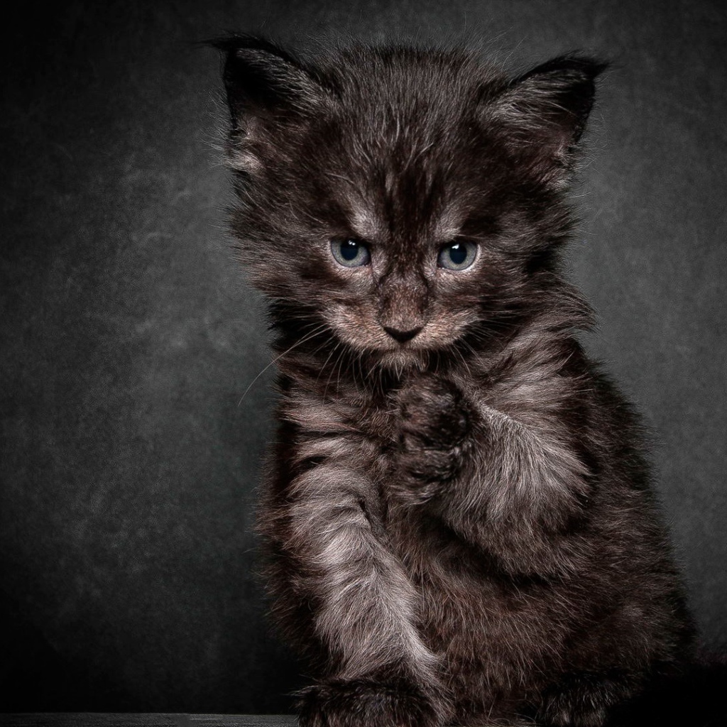 Cердитый черный кот