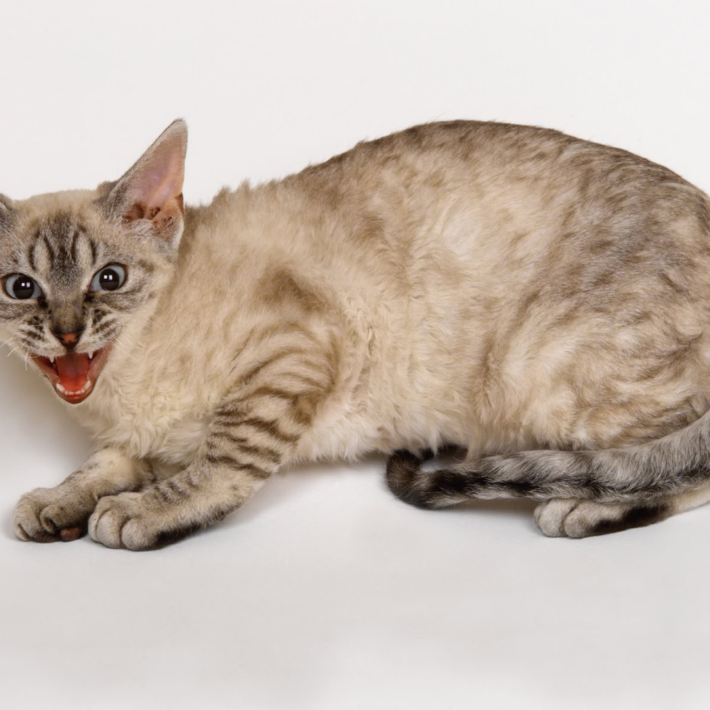 Злой кот кимрик