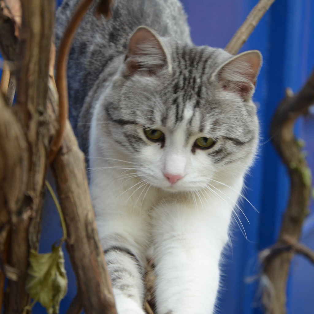 Аравийский мау среди веток