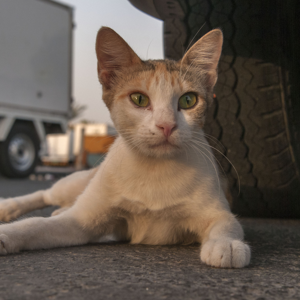 Аравийский мау у колеса