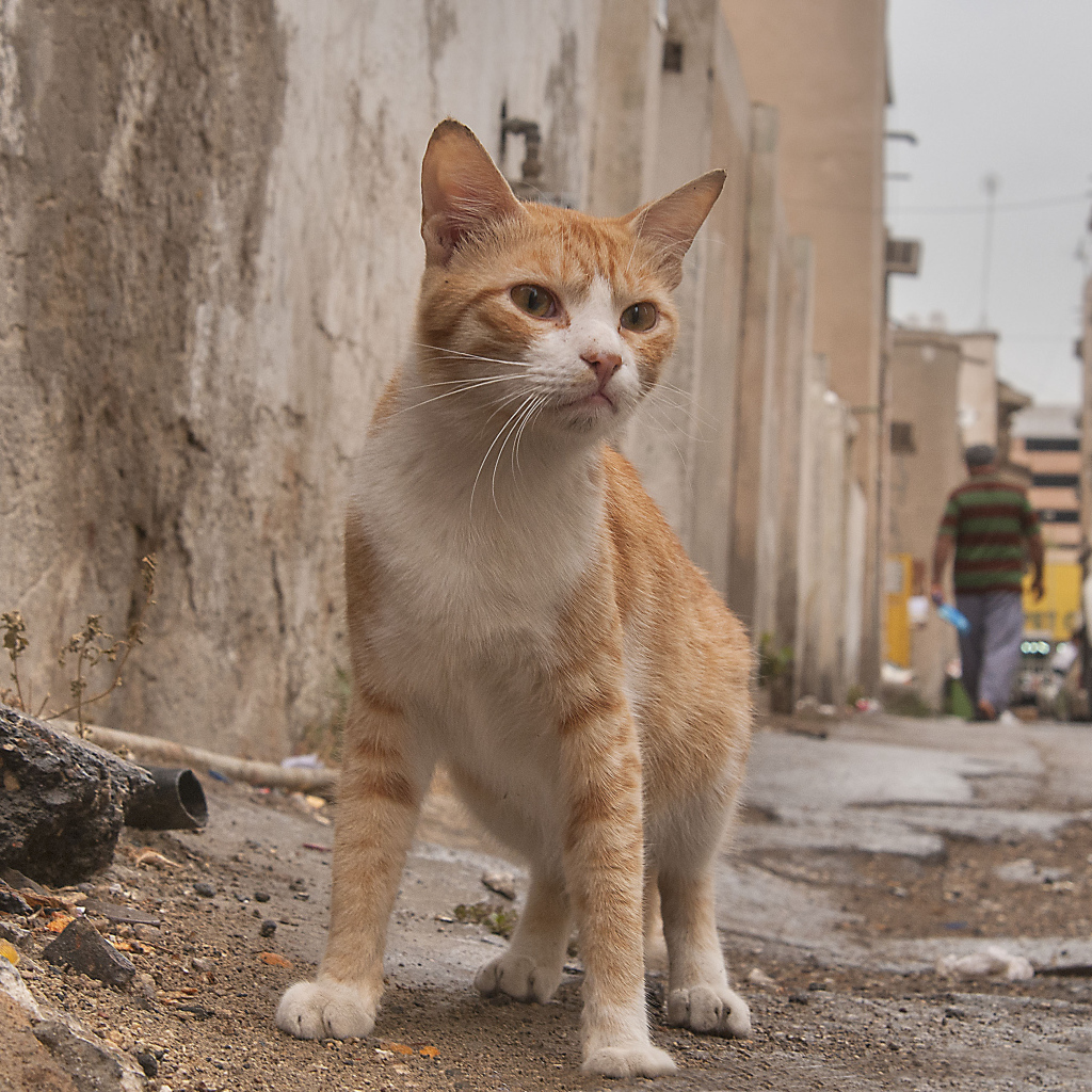 Аравийский мау гуляет по улице