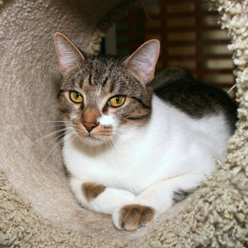 Азиатская табби в домике