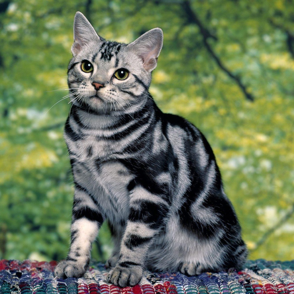 Милая кошка азиатская табби