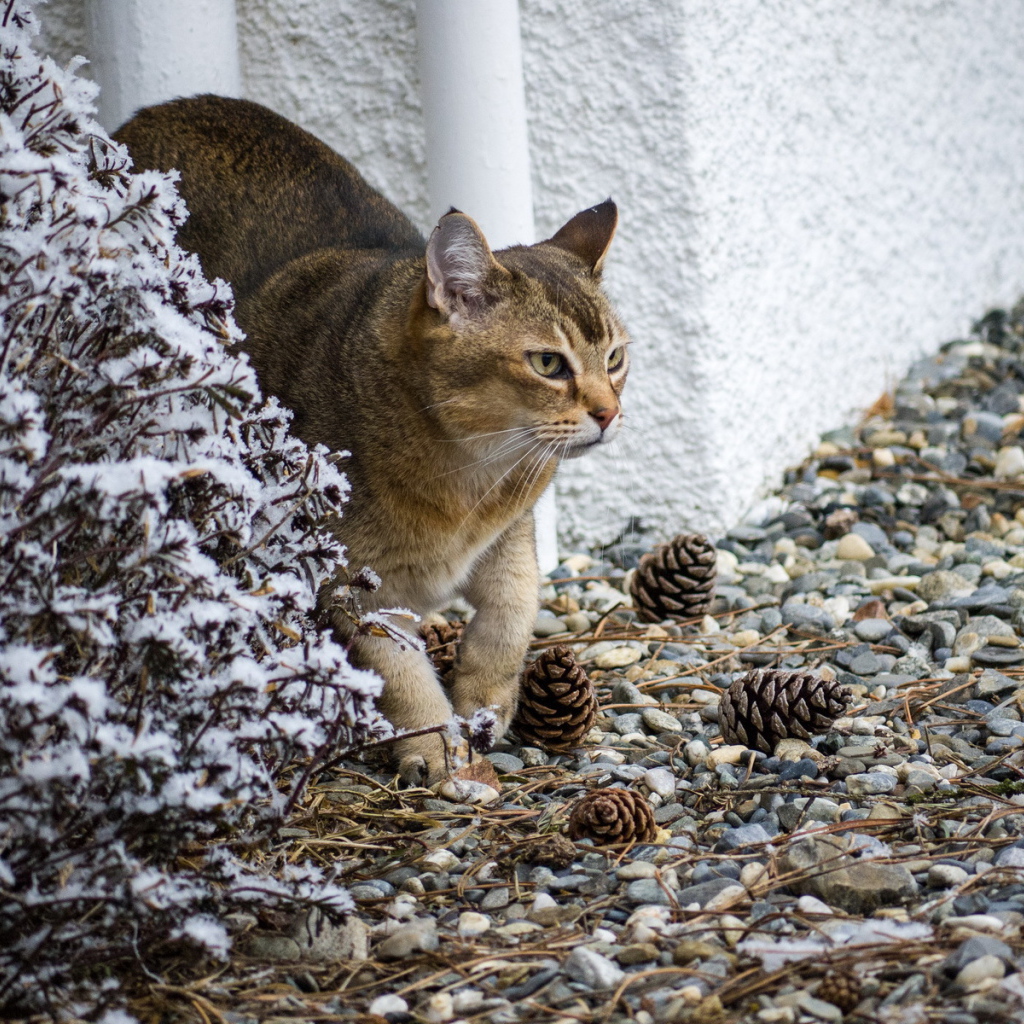 Кот породы азиатская табби