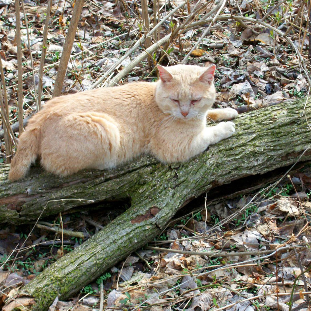 Рыжий американский бобтейл