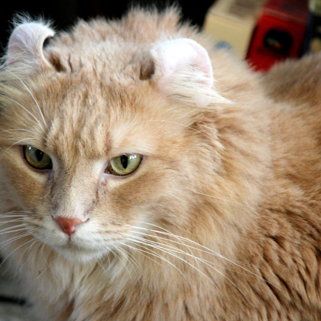 Рыжий американский керл