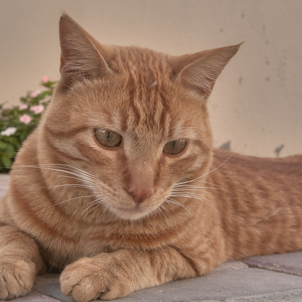 Рыжий аравийский мау