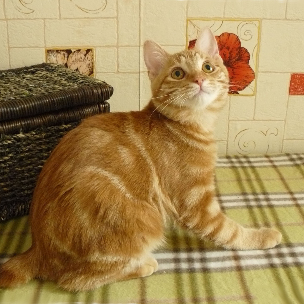 Рыжий курильский бобтейл