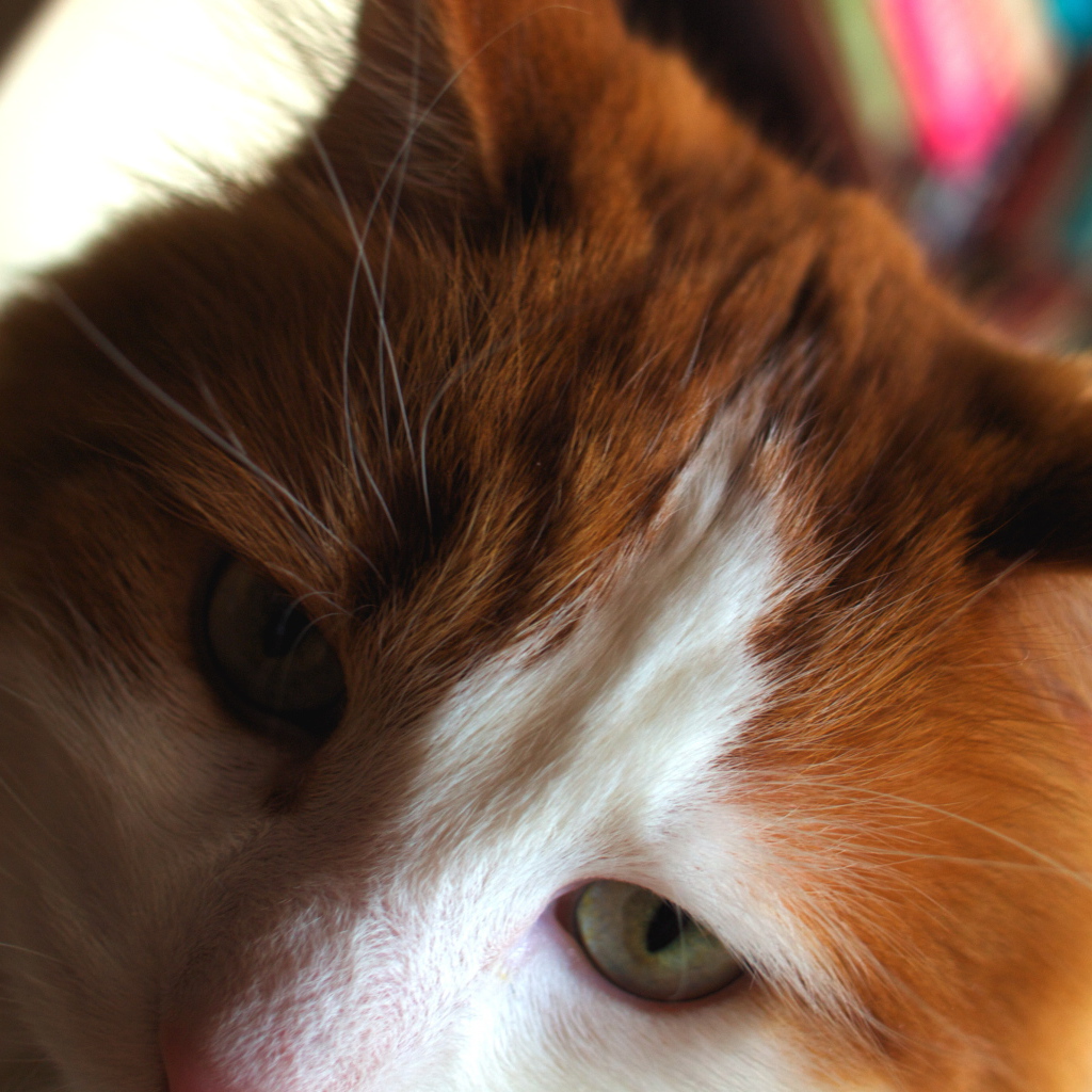 Рыжий турецкий ван