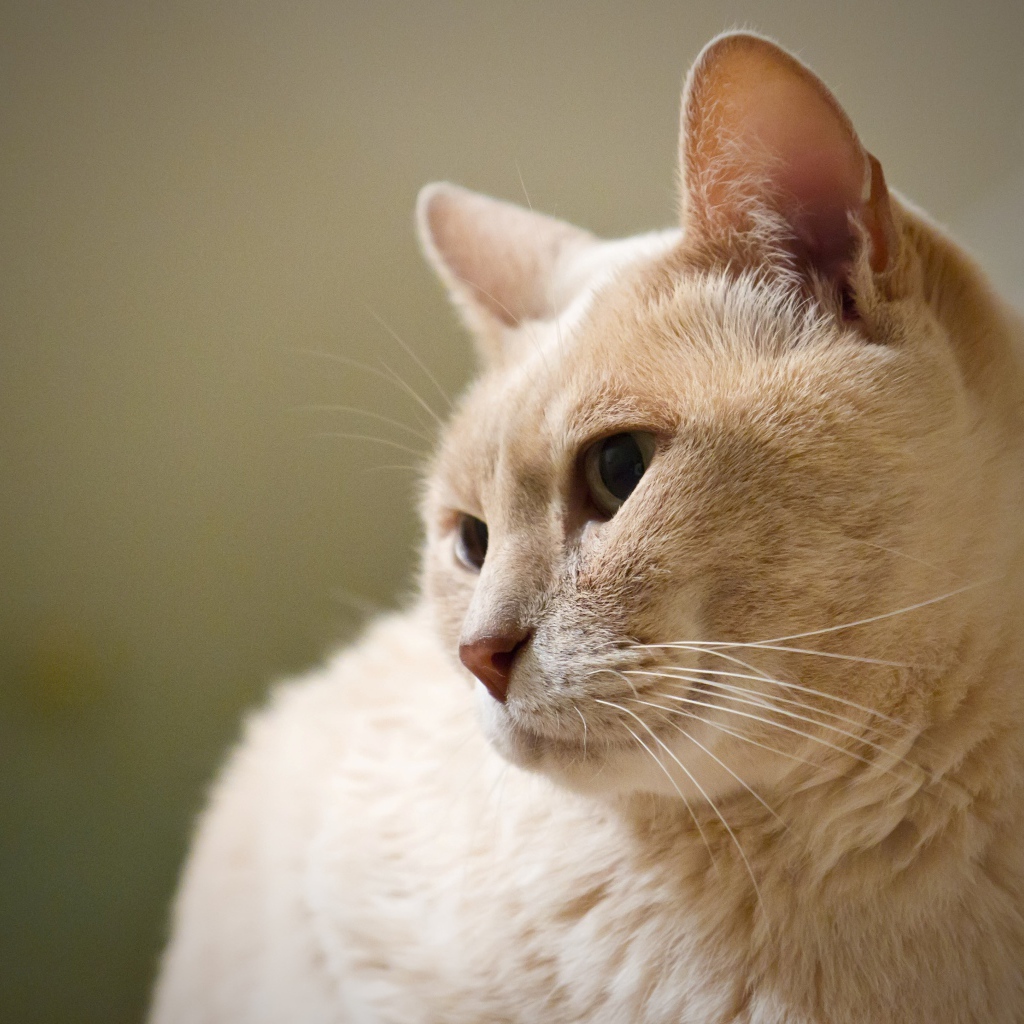 Кот австралийский мист