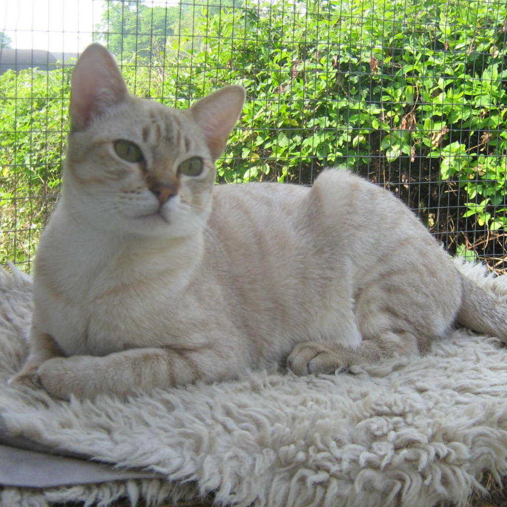 Кот австралийский мист на природе