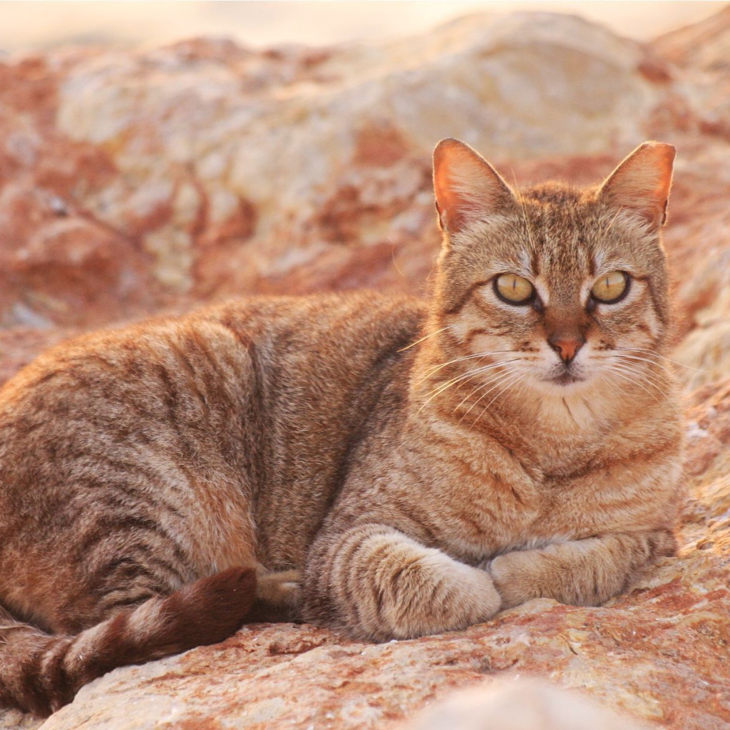 Австралийский мист на скале