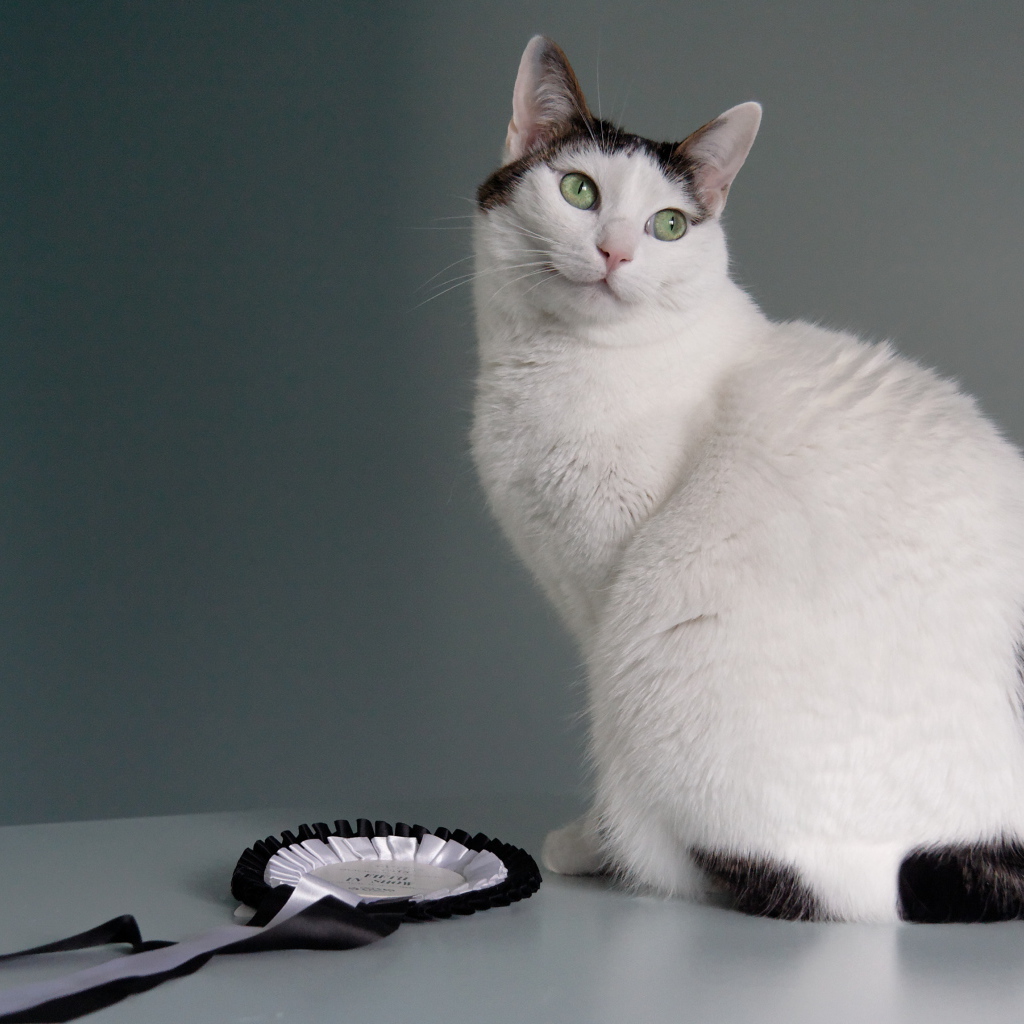 Награда японского бобтейла