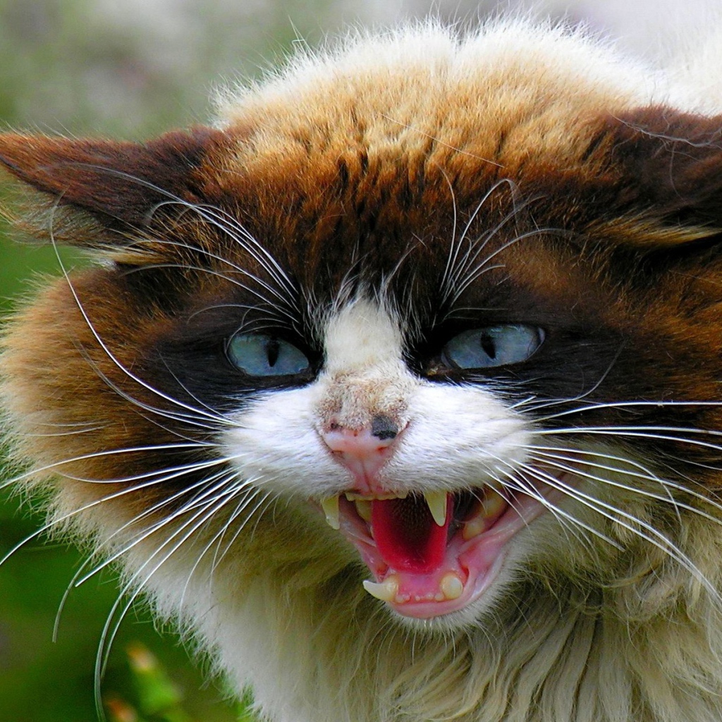 Устрашающая поза кота