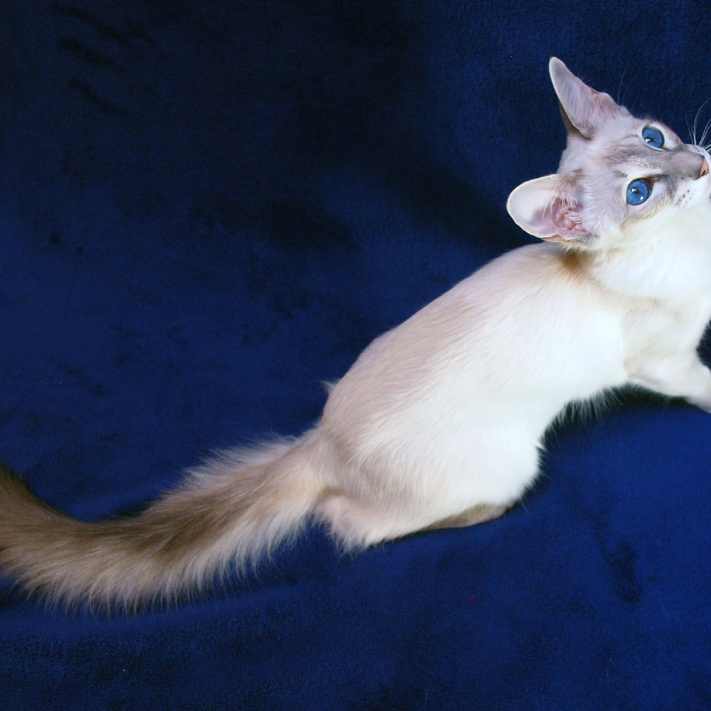 Порода балийских кошек