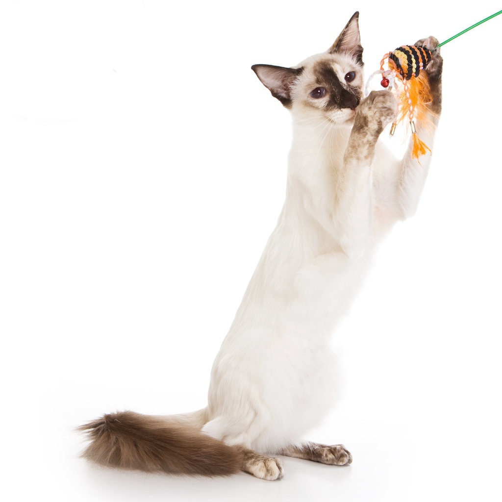 Балийская кошка с игрушкой