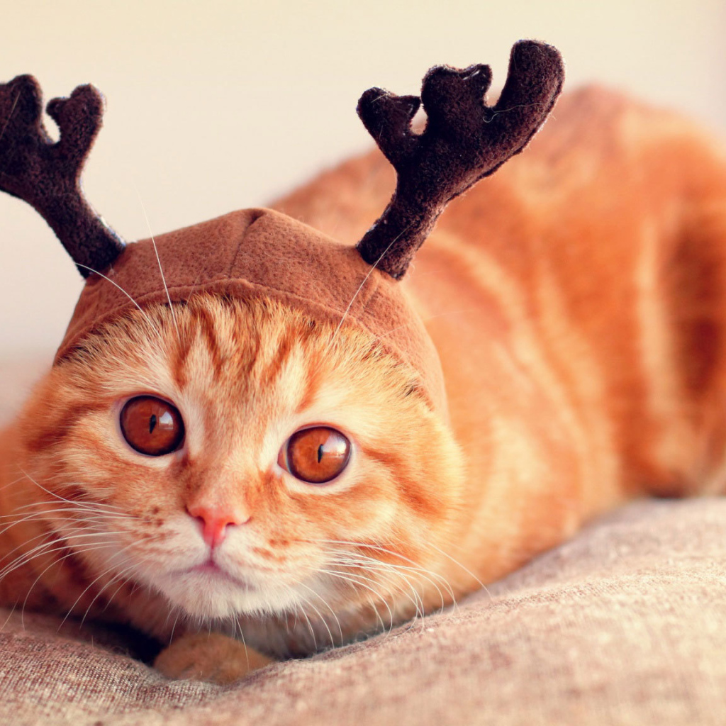 Шапочка у шотландской кошки