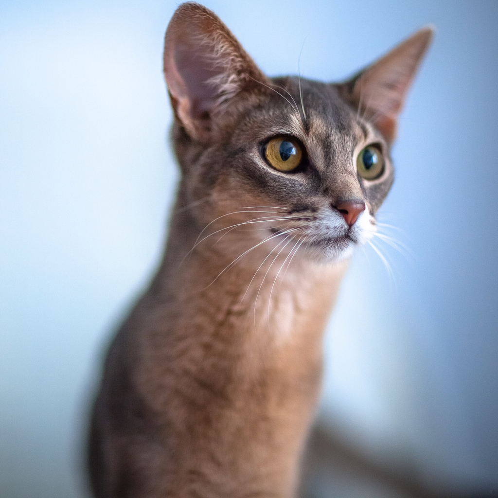 Красивая абиссинка