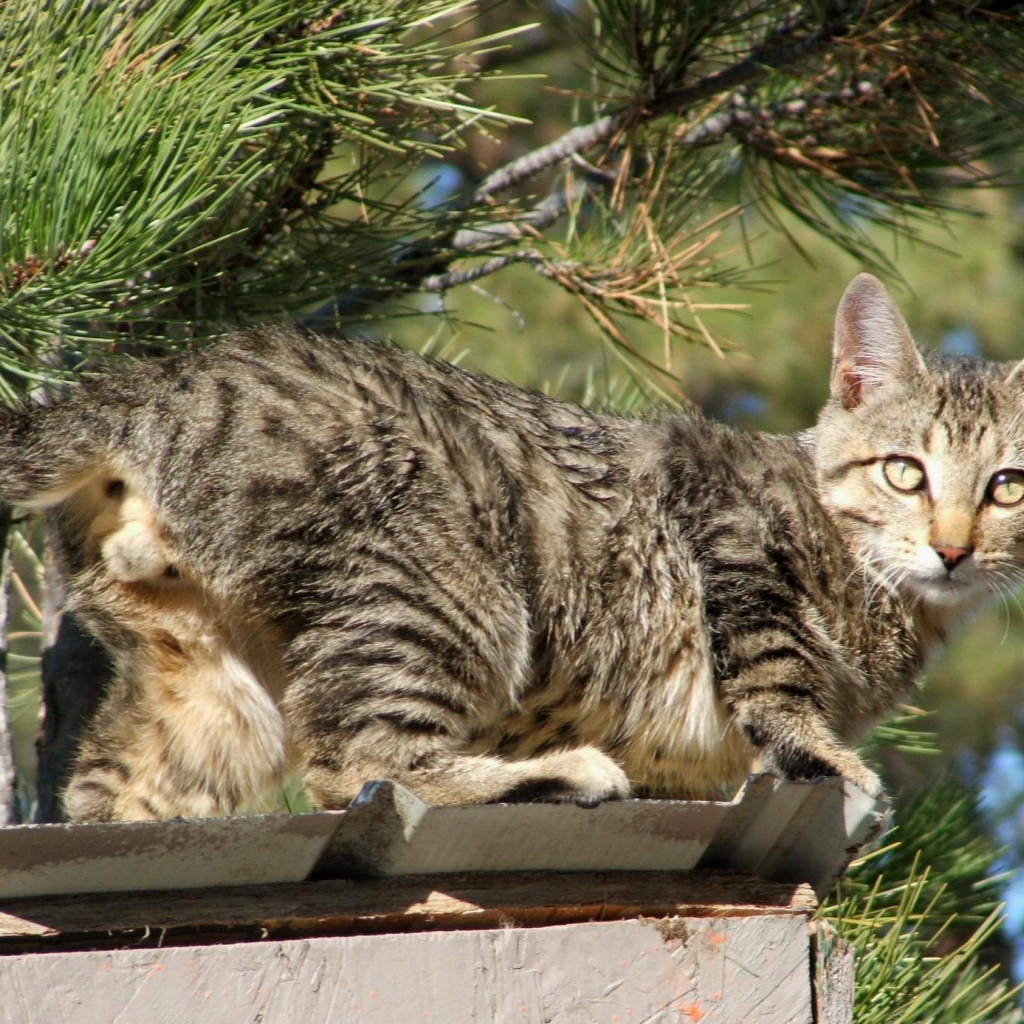 Красивый американский бобтейл