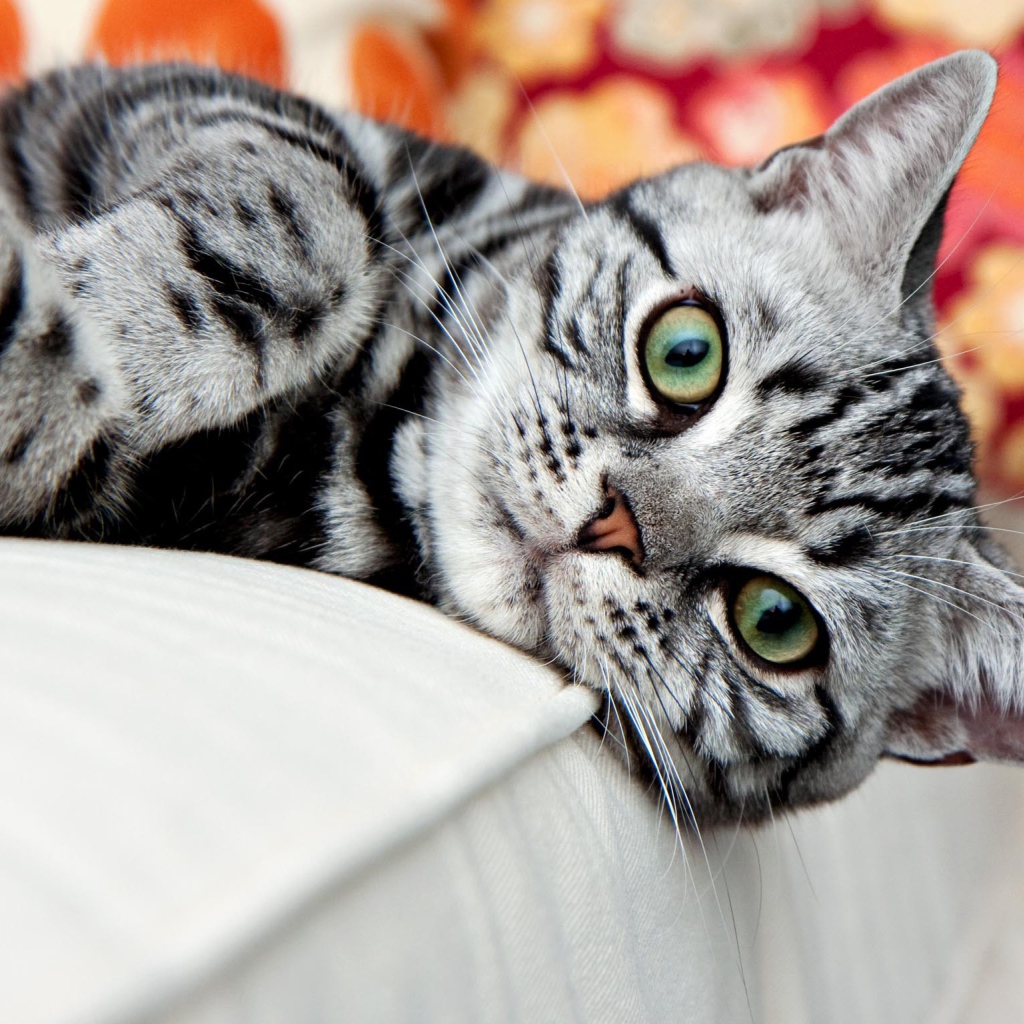 Красивая американская жесткошерстная кошка