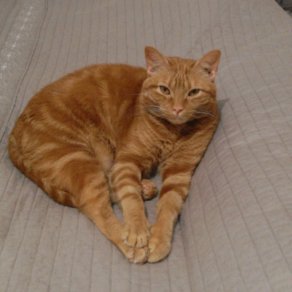 Красивый аравийский мау