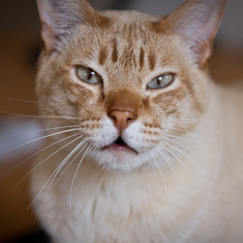 Красивый австралийский мист