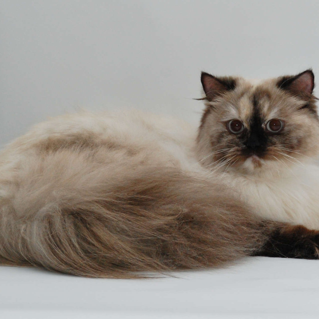 Красивая британская длинношерстная кошка