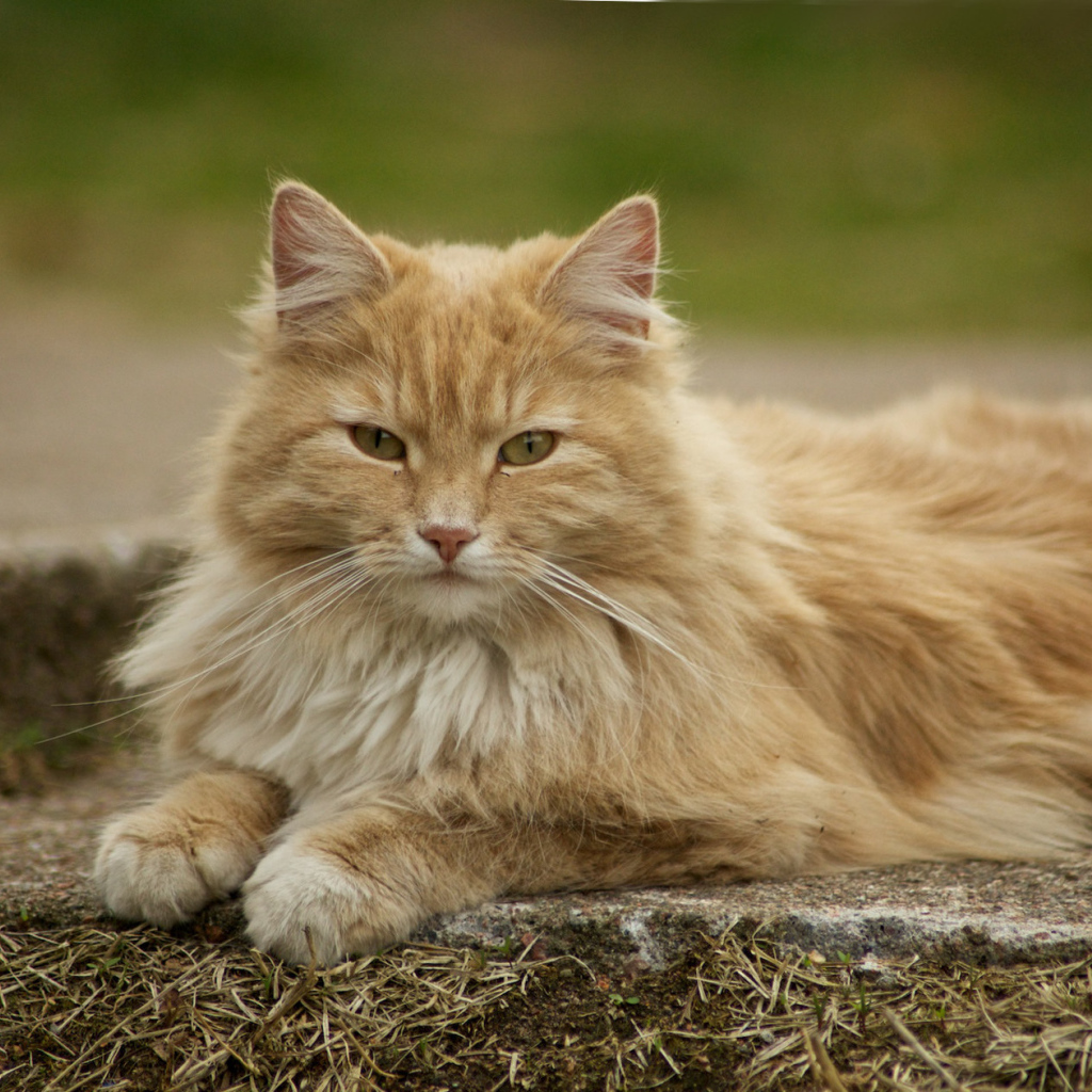 Красивая норвежская лесная кошка
