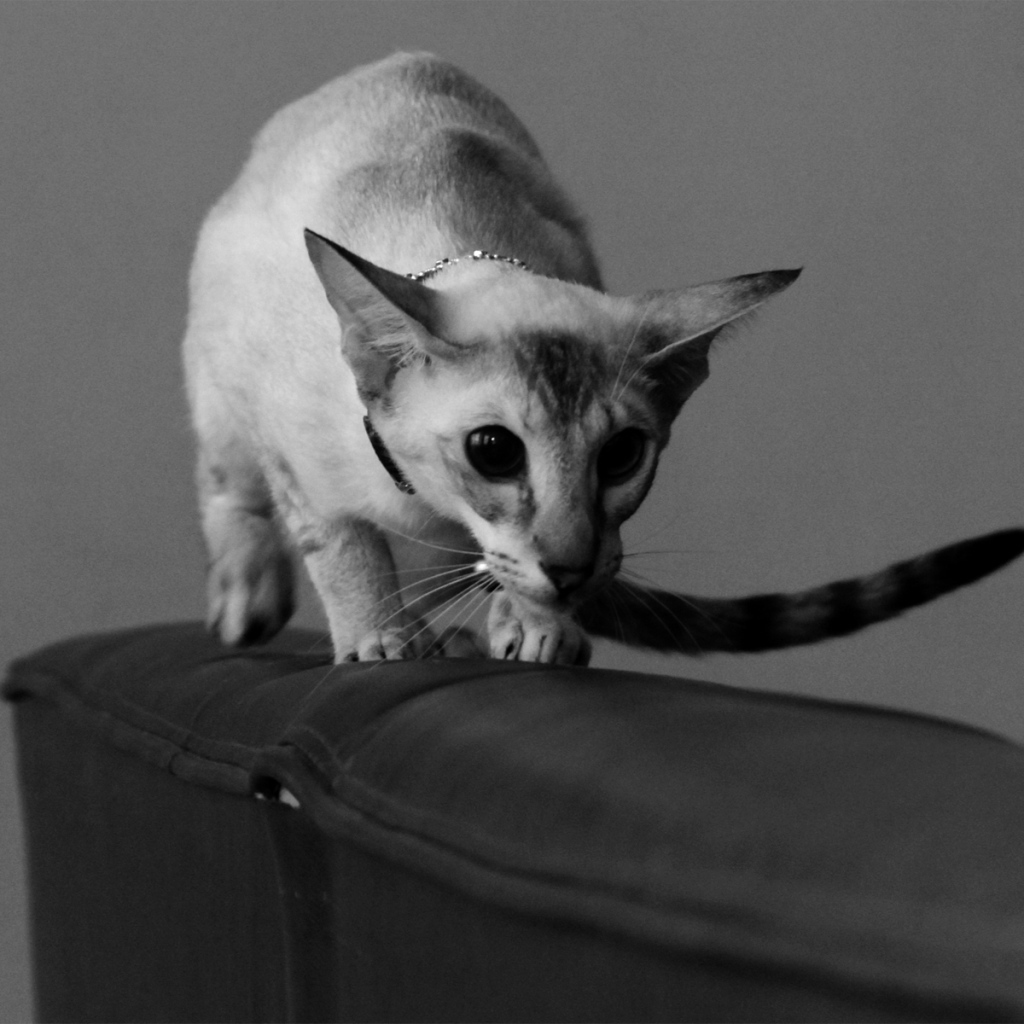 Красивая ориентальная короткошерстная кошка