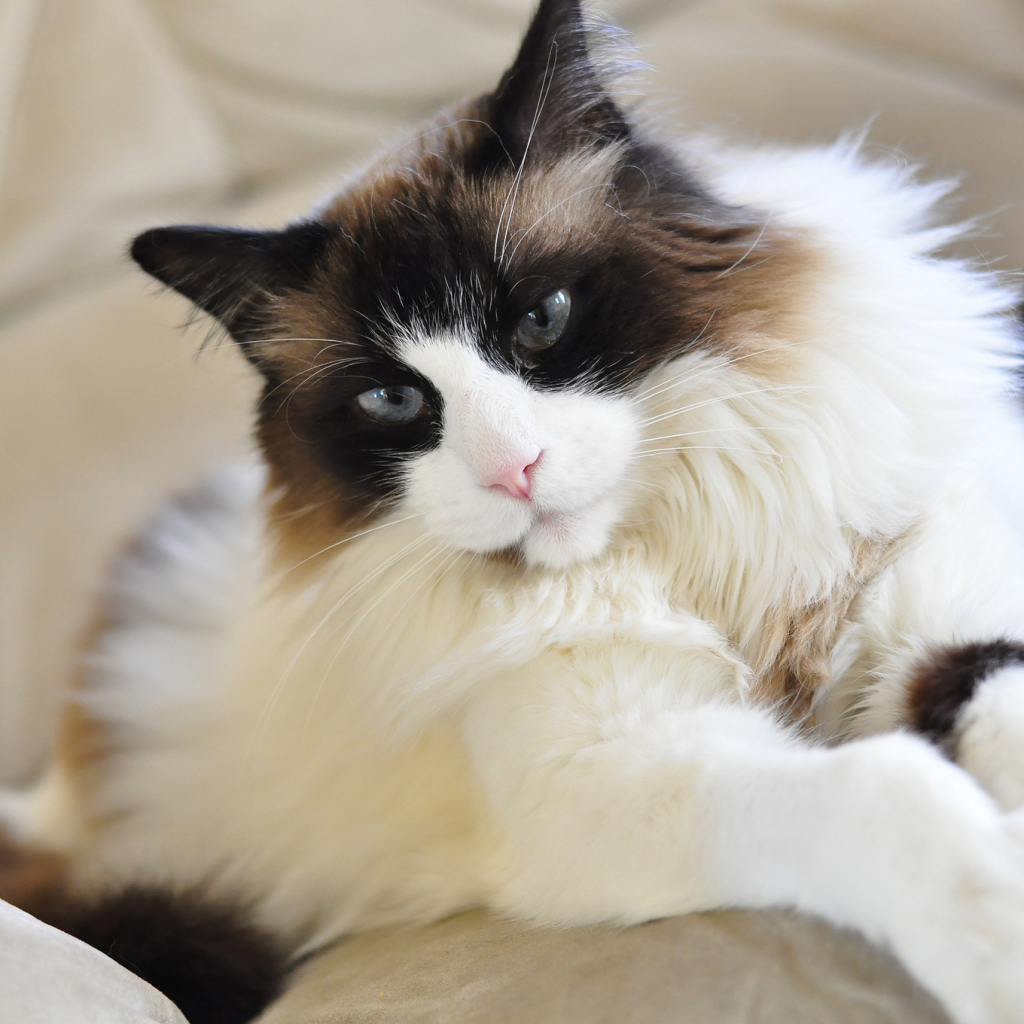 Красивая кошка рэгдолл