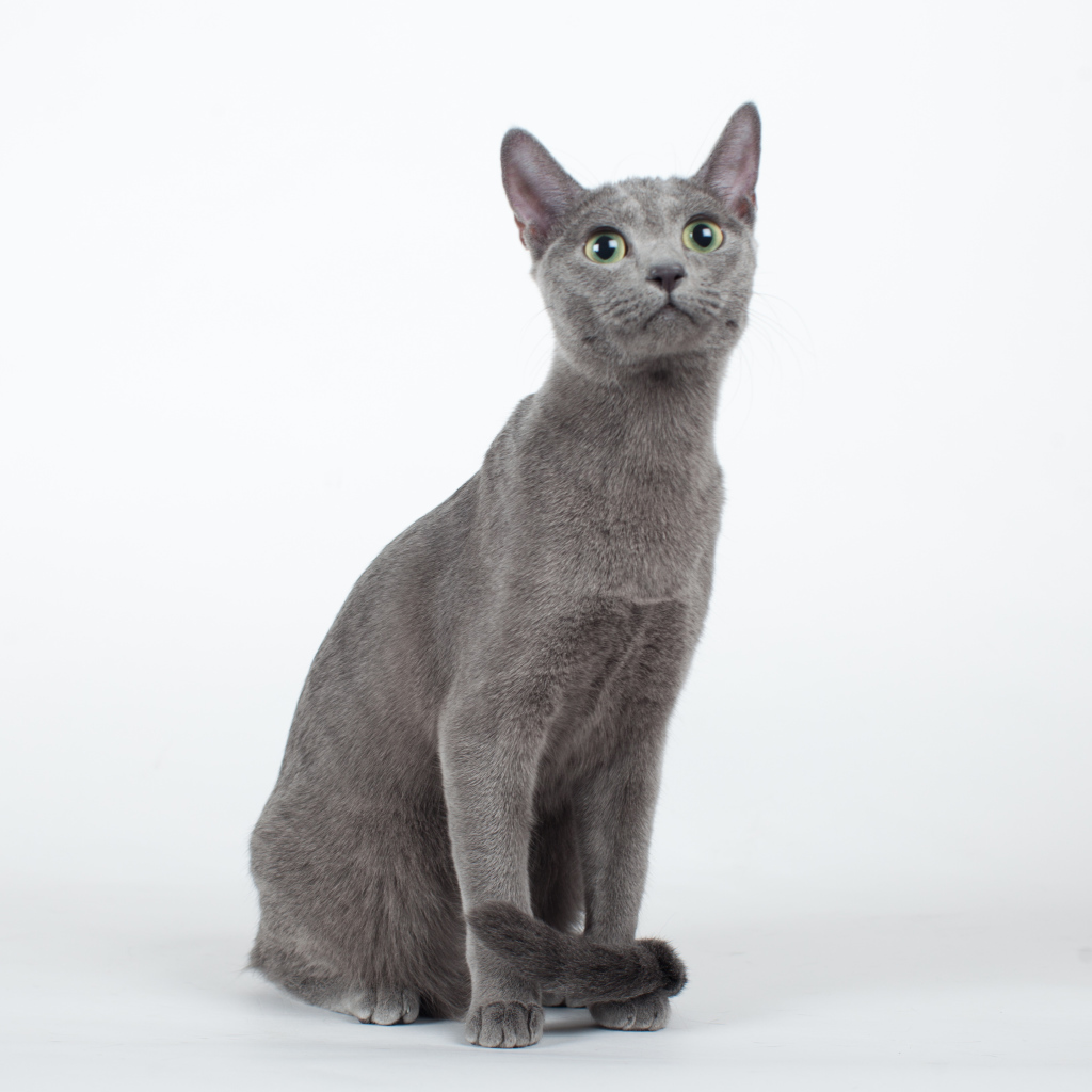 Красивая русская голубая кошка