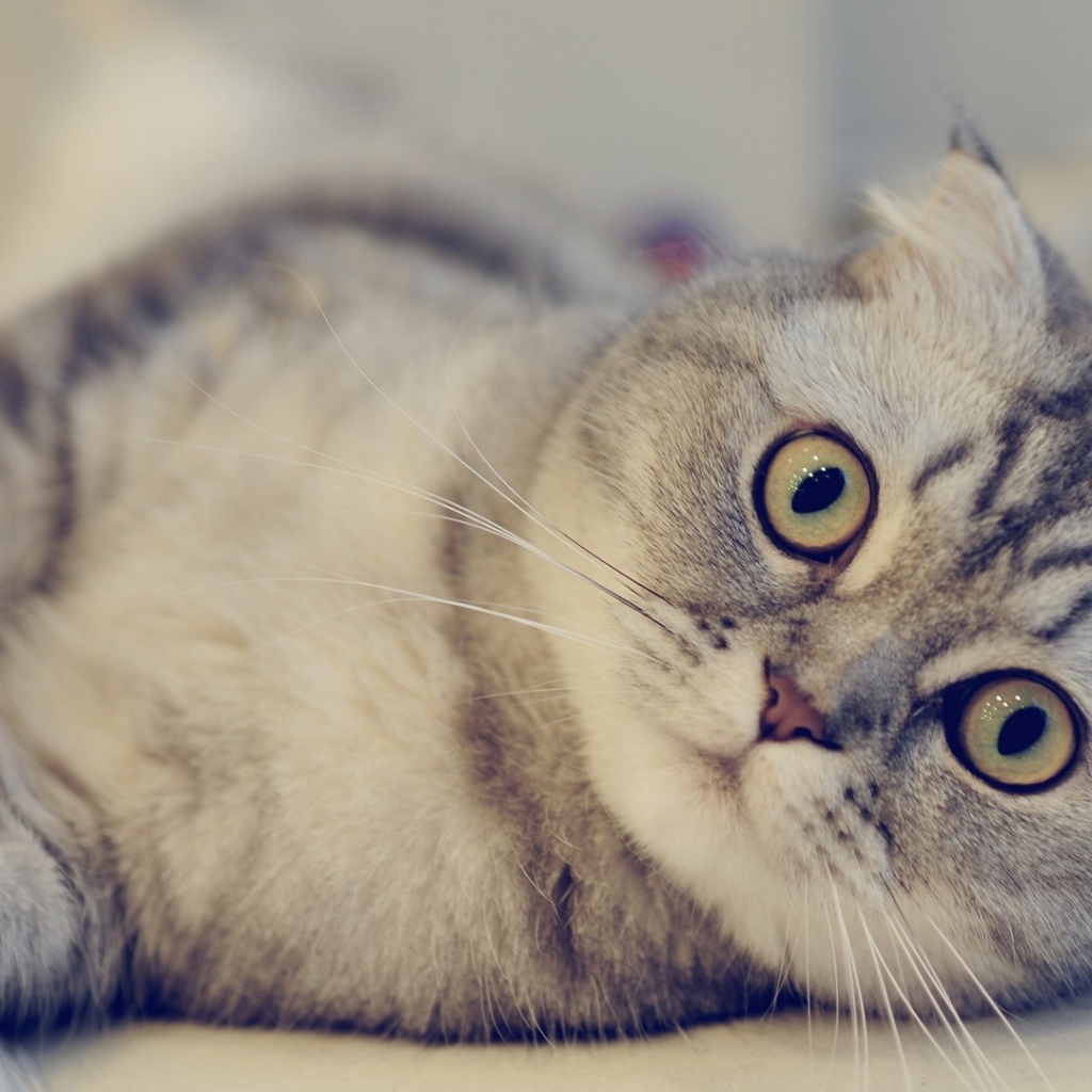 Красивая шотландская кошка