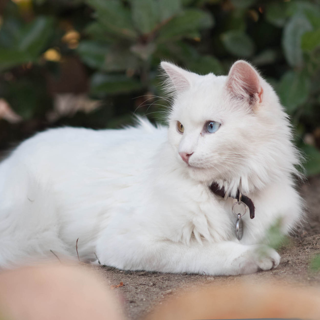 Красивая кошка турецкая ангора