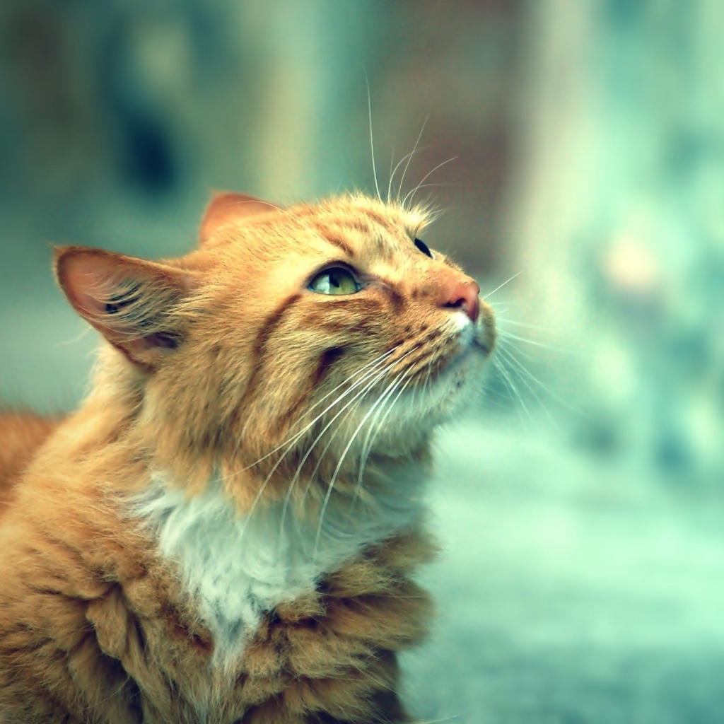 Красивый кот кимрик