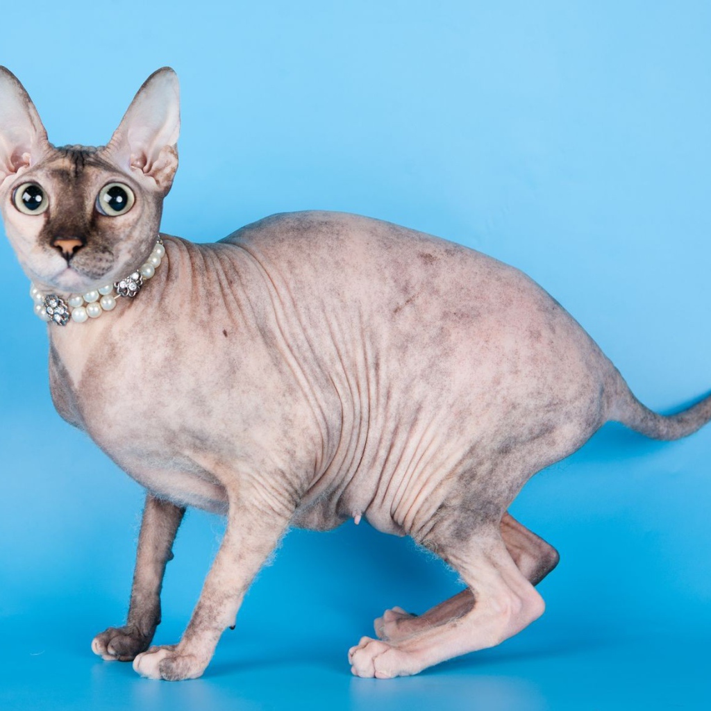 Красивый кот петерболд