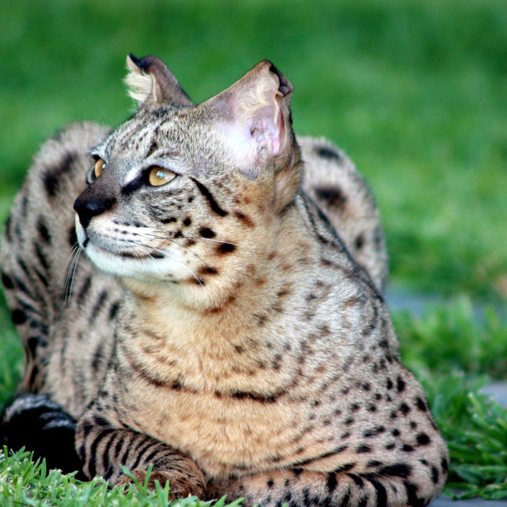 Красивая кошка саванна