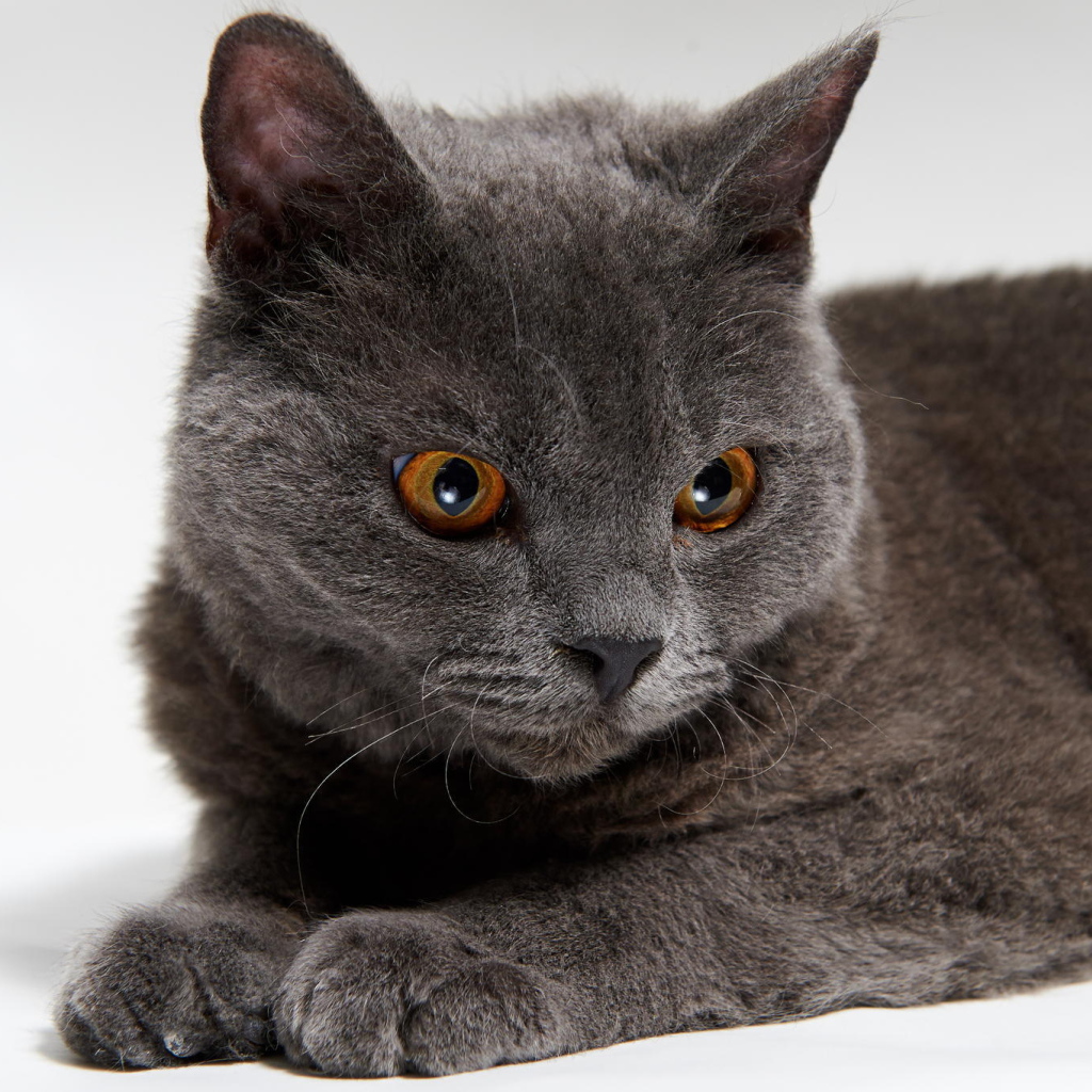 Красивый серый селкирк рекс