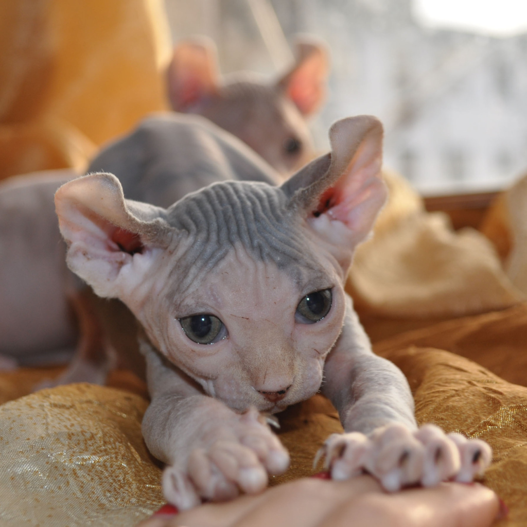 Красивый котенок минскин