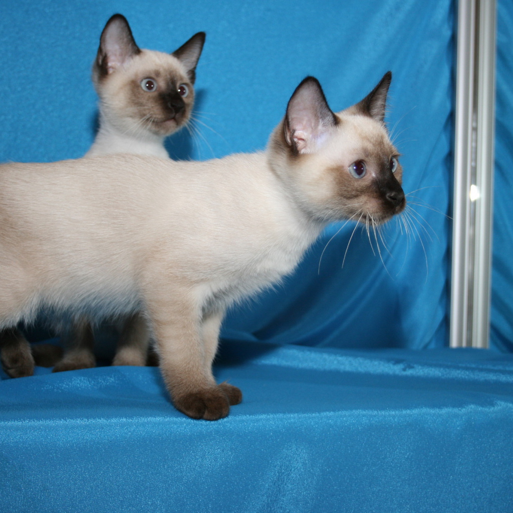 Красивые котята меконгский бобтейл