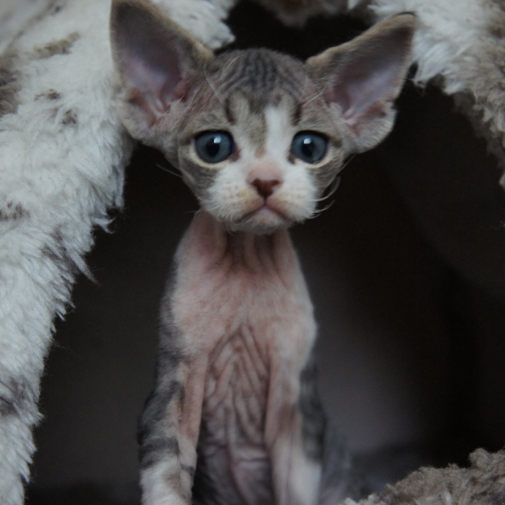 Большеголовый котенок девон-рекс