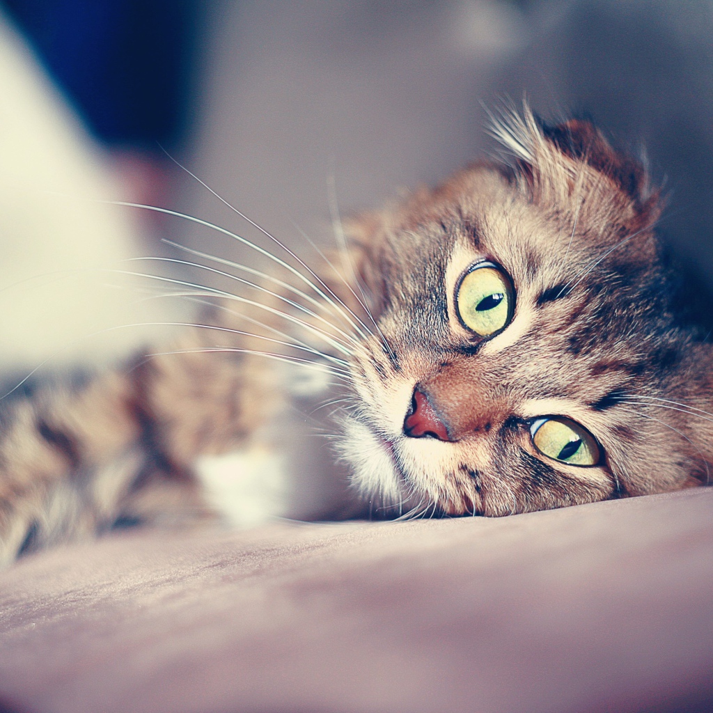 Большие глаза американского керла