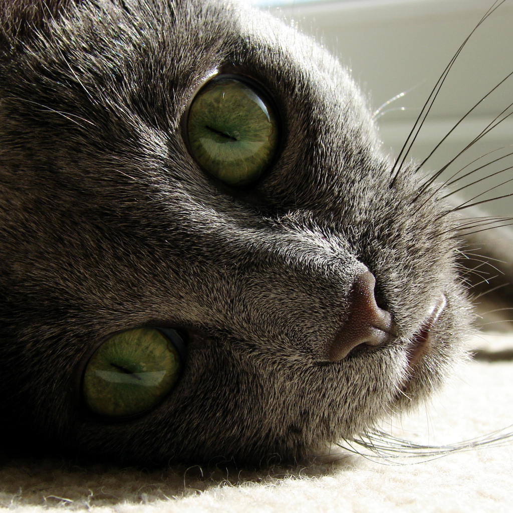 Большие глаза русской голубой кошки