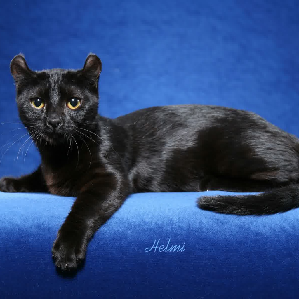 Черный американский керл