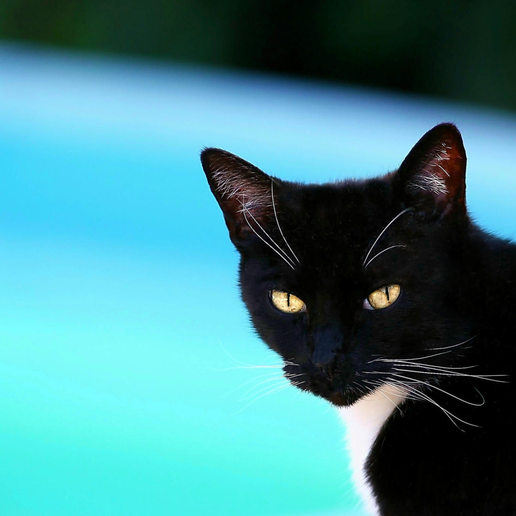 Черная американская короткошерстная кошка